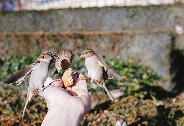 Kuşlar İçin En Faydalı Yem ve Vitaminler