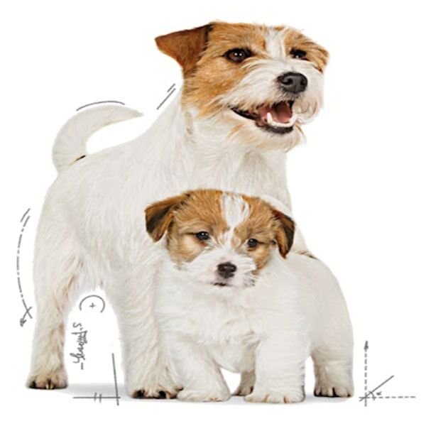 Royal Canin Starter Mousse Yavru Köpek Konservesi 195gr