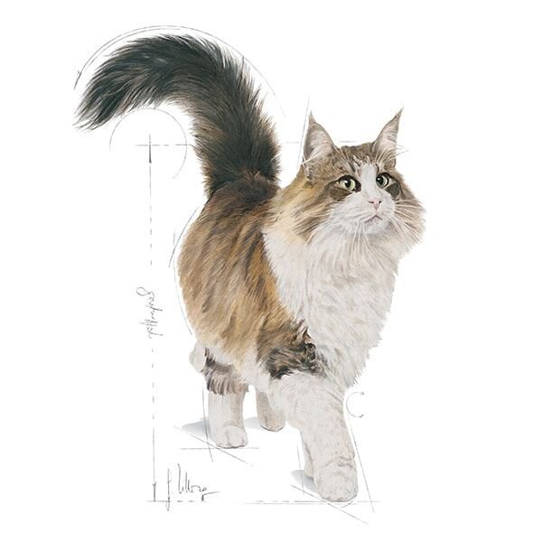 Royal Canin Gravy Sterilised Kısırlaştırılmış Yaş Kedi Maması 85gr