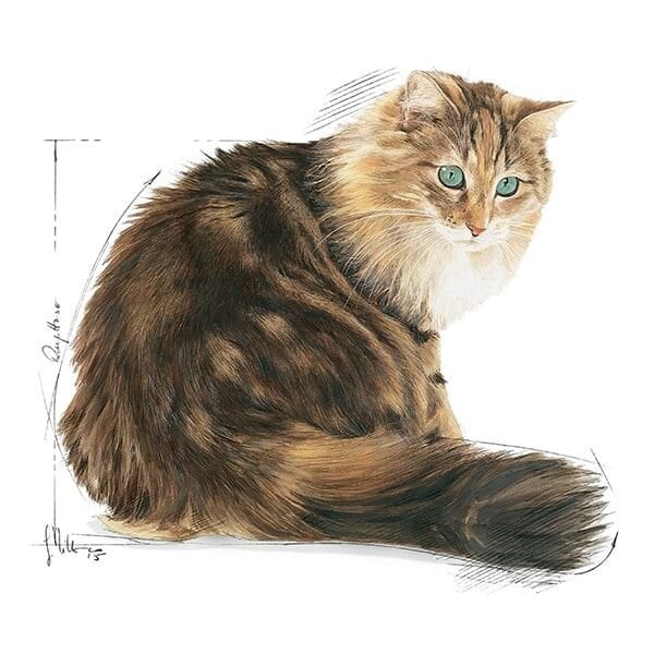 Royal Canin Ageing Yaşlı 12+ Yaş Kedi Maması 85gr