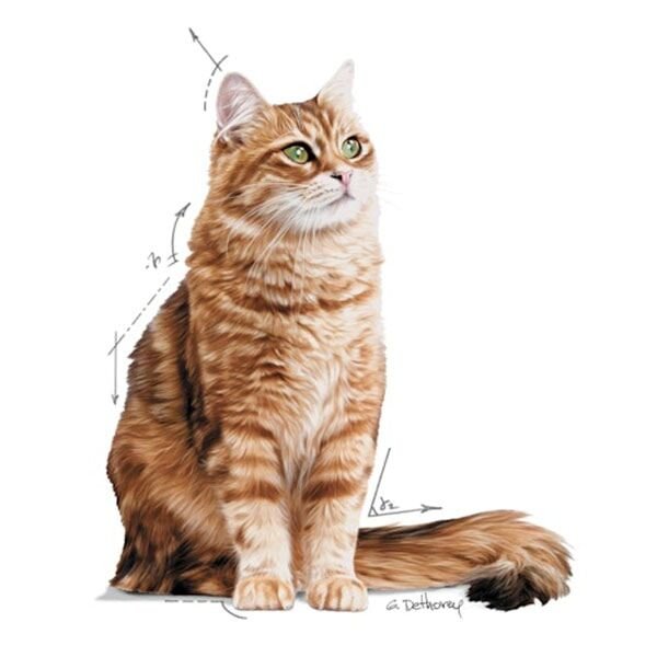 Royal Canin Care Digest Sensitive Yüksek Sindirilebilir Yaş Kedi Maması 85gr