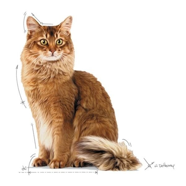 Royal Canin Care Light Weight Diyet Yaş Kedi Maması 85gr