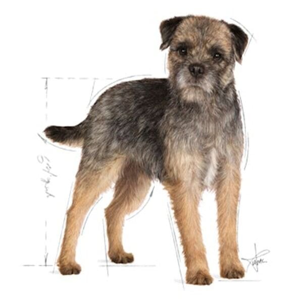 Royal Canin All Sizes Sterilised Pouch Kısır Köpek Maması 85gr