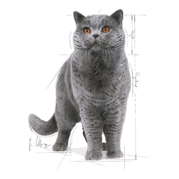 Royal Canin British Shorthair Adult Yetişkin Yaş Kedi Maması 85gr
