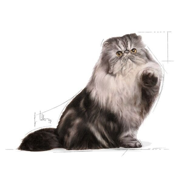 Royal Canin Persian Adult Yetişkin İran Kedilerine Özel Yaş Kedi Maması 85gr