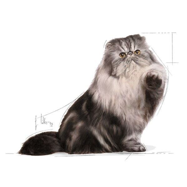 Royal Canin Persian Adult Yetişkin İran Kedilerine Özel Yaş Kedi Maması 85gr