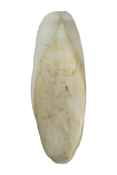 Bio Sand S Beden Muahabbet ve Kanarya İçin Kalamar Kemiği