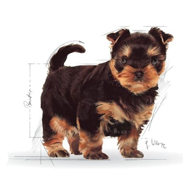 Royal Canin Puppy Yorkshire Terrier Yavru Köpek Maması 1,5Kg