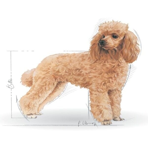 Royal Canin Poodle Yetişkin Köpek Maması 3 Kg