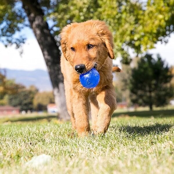 Kong Squeezz Hışırtı Sesli Köpek Topu L 7cm