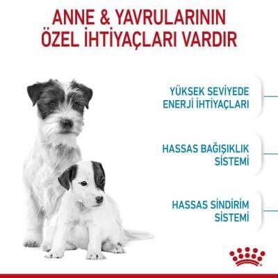 Royal Canin Mini Starter Yavru Köpek Maması 4 kg