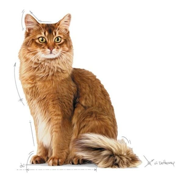 Royal Canin Light Weight Care Diyet Yetişkin Kedi Maması 1,5 Kg