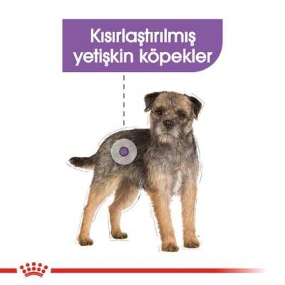 Royal Canin CCN Mini Sterilised Kısırlaştırılmış Yetişkin Köpek Maması 3 kg