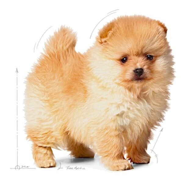 Royal Canin Puppy Mini Indoor Yavru Köpek Maması 1,5Kg