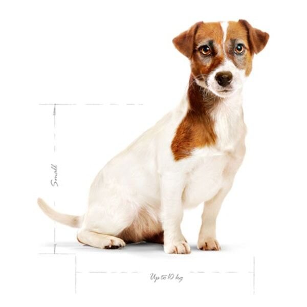 Royal Canin Mini Adult +8 Küçük Irk Yaşlı Köpek Maması 2 Kg