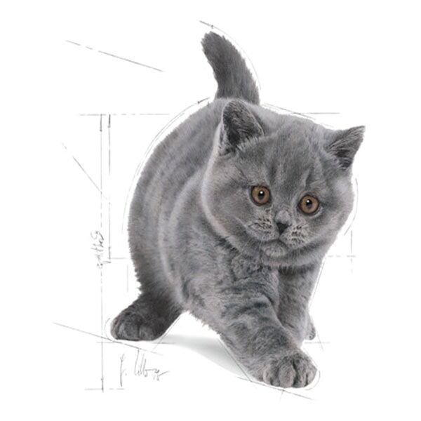 Royal Canin British Shorthair Kitten Yavru Kedi Maması 2 Kg
