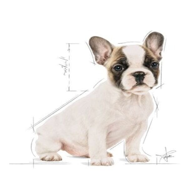 Royal Canin French Bulldog Junior Yavru Köpek Maması 3 Kg