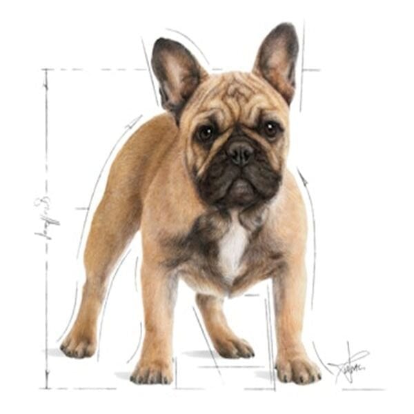 Royal Canin French Bulldog Yetişkin Köpek Maması 3 Kg