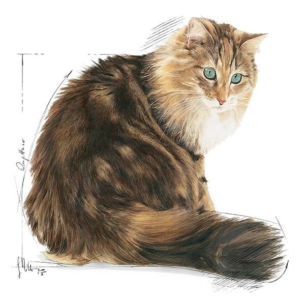 Royal Canin Senior Ageing 12+ Yaşlı Kedi Maması 2Kg