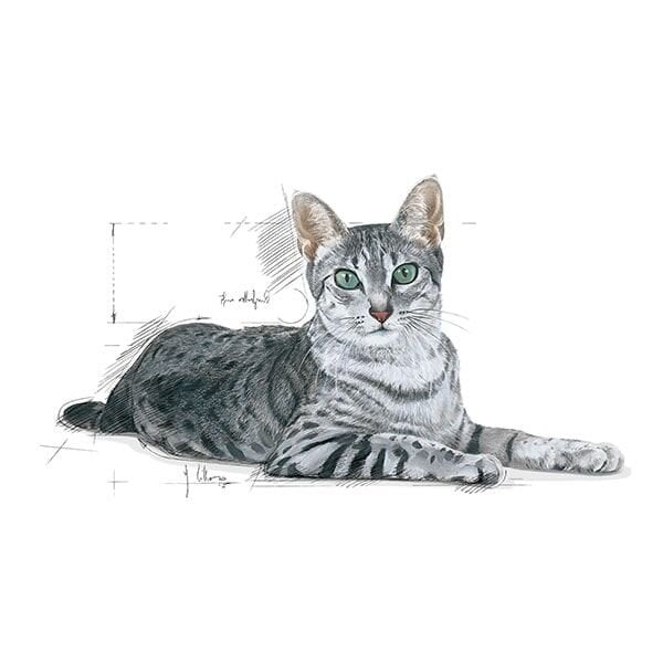Royal Canin Home Indoor 7+ Yaşlı Kedi Maması 3,5Kg
