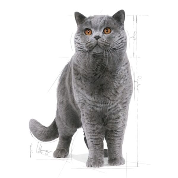 Royal Canin British Shorthair Yetişkin Kedi Maması 4 Kg