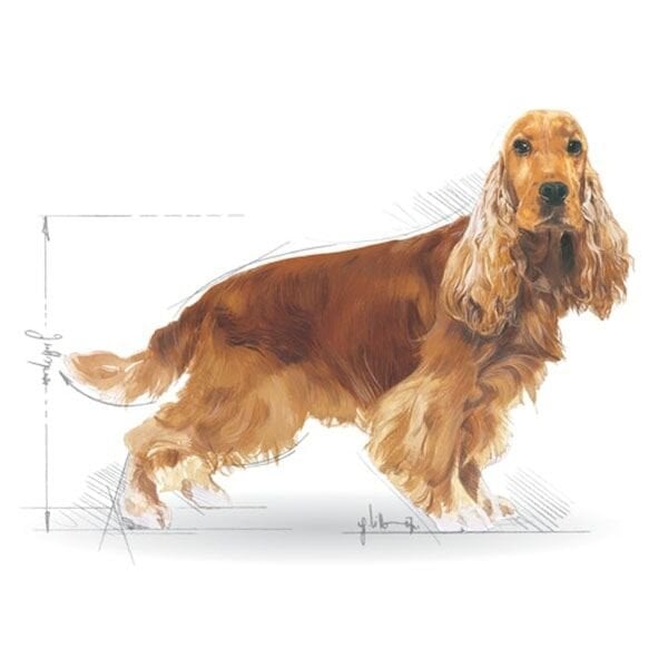 Royal Canin Cocker Yetişkin Köpek Maması 3 Kg
