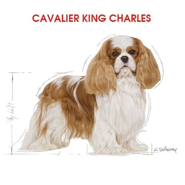 Royal Canin Adult Cavalier King Charles Yetişkin Köpek Maması 1,5Kg