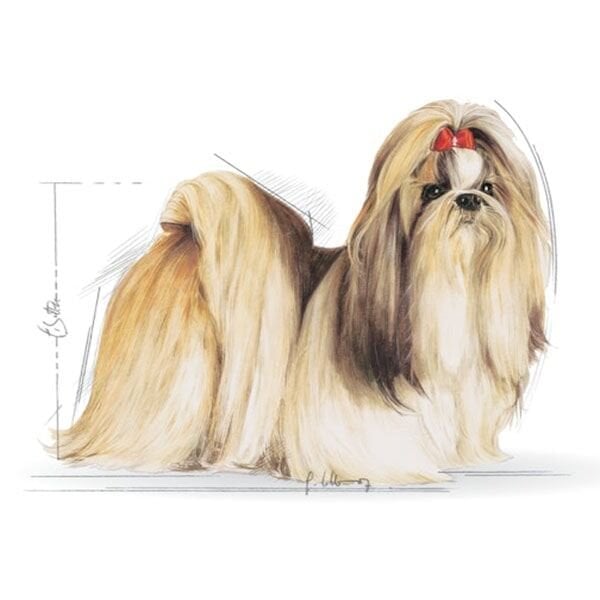 Royal Canin Adult Shih Tzu Yetişkin Köpek Maması 1,5Kg