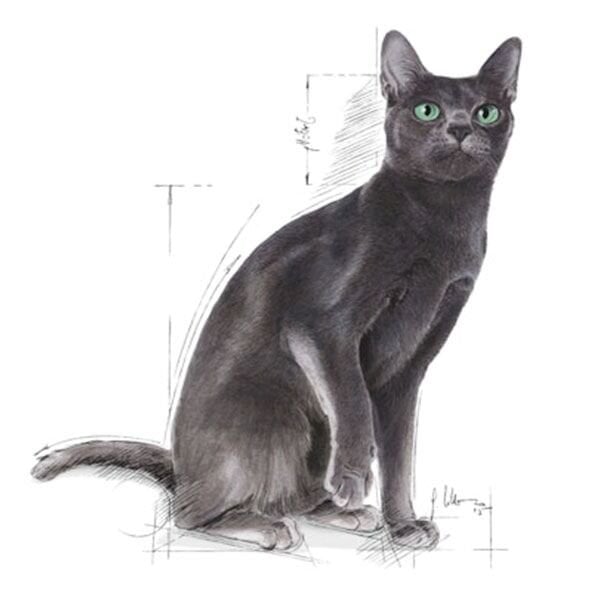 Royal Canin Sterilised 37 Kısırlaştırılmış Kedi Maması 4 Kg