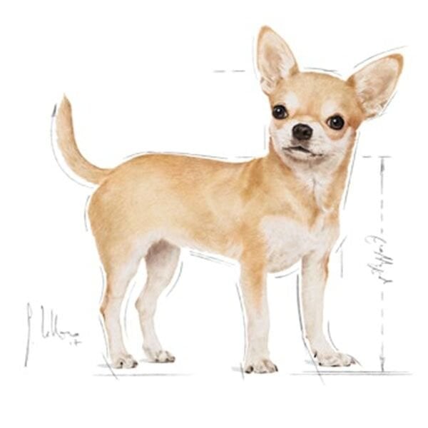Royal Canin Chihuahua Yetişkin Köpek Maması 1,5 Kg