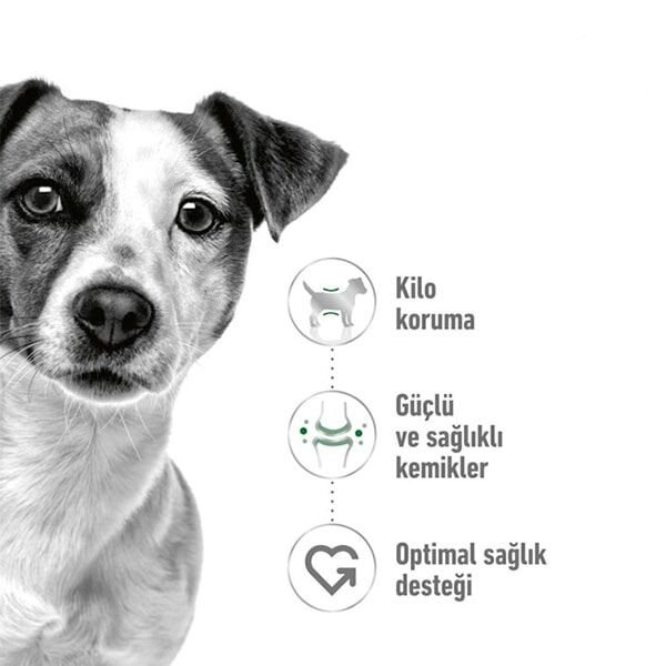Royal Canin Mini Adult Yetişkin Köpek Maması 4 Kg