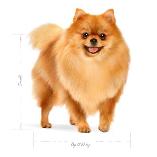 Royal Canin Mini Indoor Küçük Irk Yetişkin Köpek Maması 1,5Kg