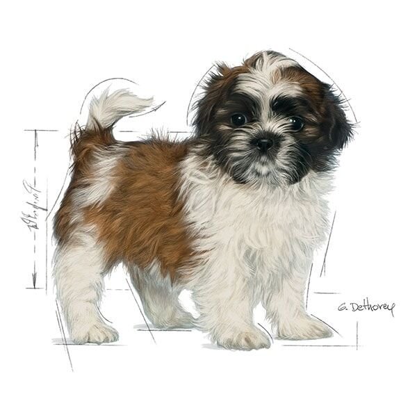 Royal Canin Puppy Shih Tzu Yavru Köpek Maması 1,5Kg