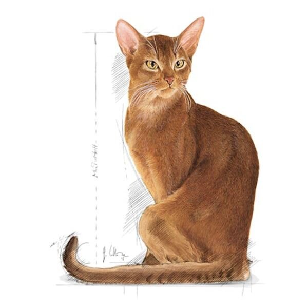 Royal Canin Exigent Savour Seçici Yetişkin Kedi Maması 10 Kg