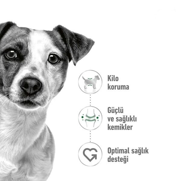 Royal Canin Mini Adult Yetişkin Köpek Maması 8 Kg