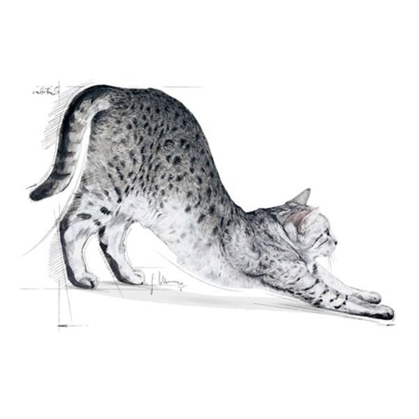 Royal Canin Home Indoor Evde Yaşayan Yetişkin Kedi Maması 2Kg