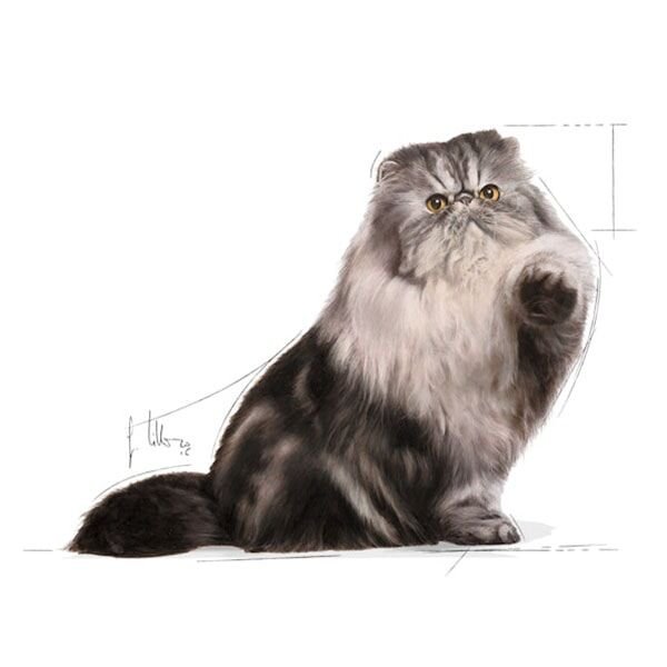 Royal Canin Persian Adult Yetişkin Kedi Maması 2 Kg