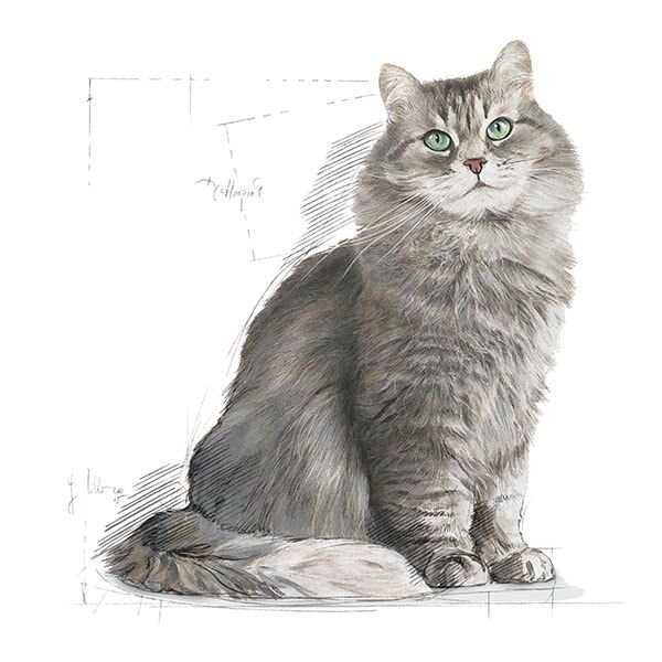 Royal Canin Sensible 33 Yetişkin Tavuklu Kedi Maması 4 Kg