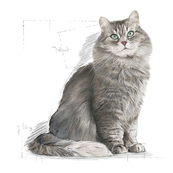 Royal Canin Sensible 33 Yetişkin Tavuklu Kedi Maması 2 Kg