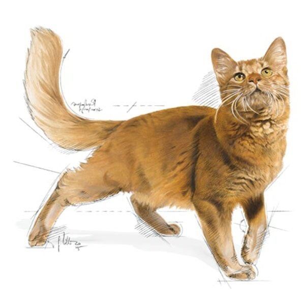 Royal Canin Adult Fit 32 Kedi Maması 4 Kg