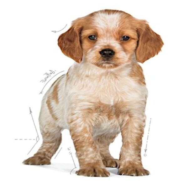 Royal Canin Medium Puppy Orta Irk Yavru Köpek Maması 15Kg